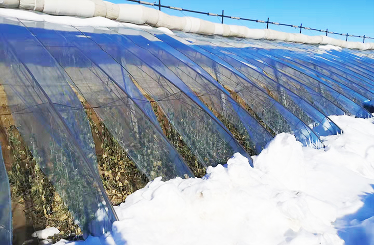 通遼受災(zāi)的普通溫室750.jpg 通遼受災(zāi)的普通溫室750.jpg