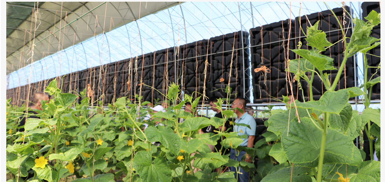 呼和浩特內(nèi)保溫日光溫室_15.jpg 準格爾旗現(xiàn)代智慧設(shè)施農(nóng)業(yè)產(chǎn)業(yè)園_15.jpg