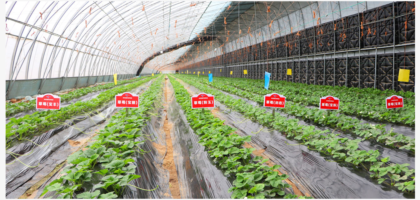 準格爾旗現(xiàn)代智慧設(shè)施農(nóng)業(yè)產(chǎn)業(yè)園_18.jpg 準格爾旗現(xiàn)代智慧設(shè)施農(nóng)業(yè)產(chǎn)業(yè)園_18.jpg