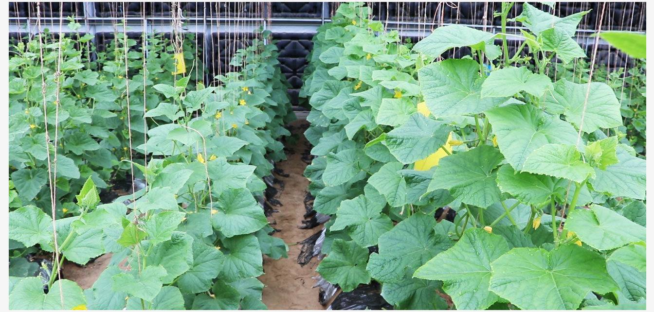 準格爾旗現(xiàn)代智慧設(shè)施農(nóng)業(yè)產(chǎn)業(yè)園_19.jpg 準格爾旗現(xiàn)代智慧設(shè)施農(nóng)業(yè)產(chǎn)業(yè)園_19.jpg