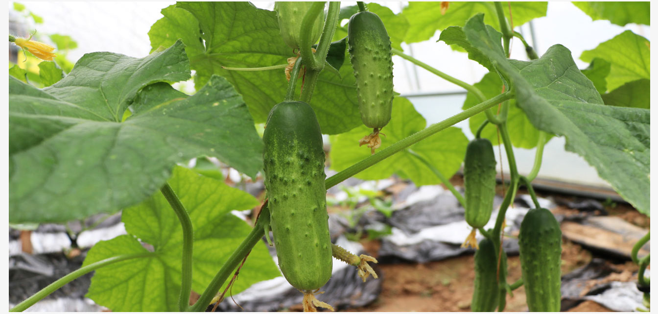 準格爾旗現(xiàn)代智慧設(shè)施農(nóng)業(yè)產(chǎn)業(yè)園_20.jpg 準格爾旗現(xiàn)代智慧設(shè)施農(nóng)業(yè)產(chǎn)業(yè)園_20.jpg