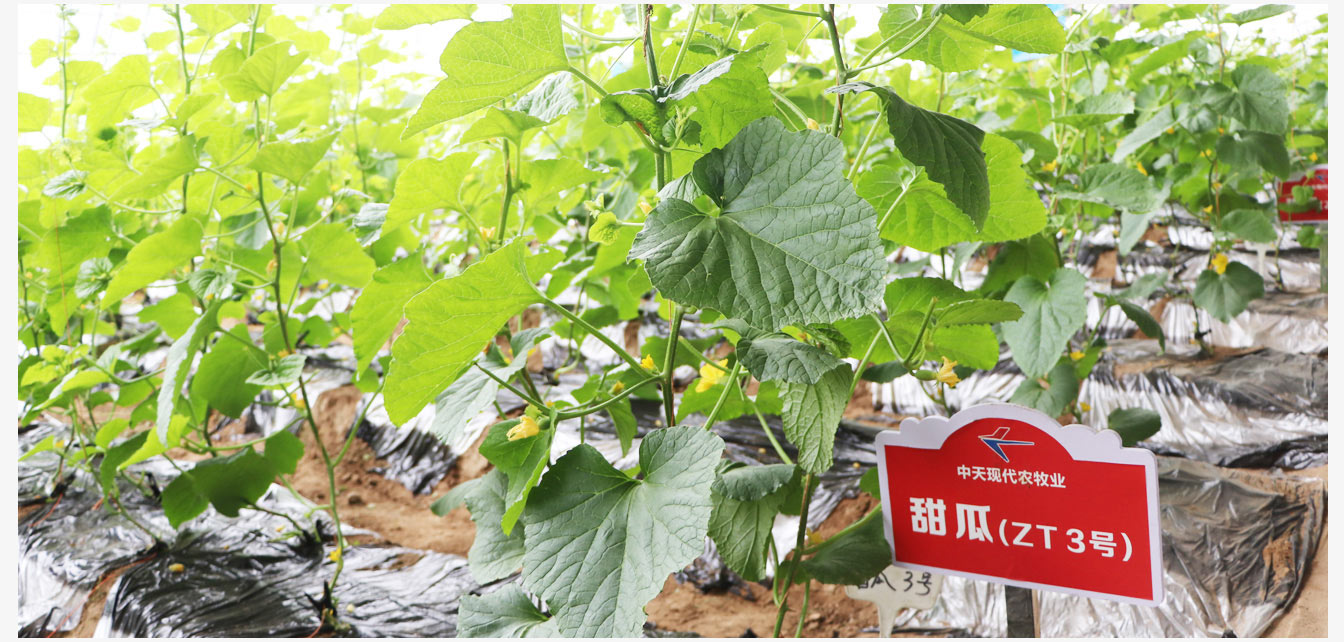 準格爾旗現(xiàn)代智慧設(shè)施農(nóng)業(yè)產(chǎn)業(yè)園_21.jpg 準格爾旗現(xiàn)代智慧設(shè)施農(nóng)業(yè)產(chǎn)業(yè)園_21.jpg