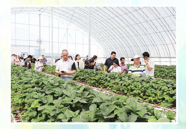 草莓1920網(wǎng)50像素2025年3月12日網(wǎng)頁_06.jpg 草莓1920網(wǎng)50像素2025年3月12日網(wǎng)頁_06.jpg